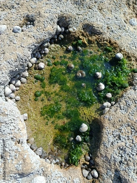 Fototapeta Litle stone path in the beach with sea snail.