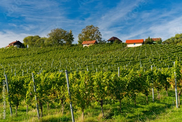Fototapeta Weinberge am Falkenberg und historische Weinberghäuschen bei Falkenstein, Gemeinde Donnersdorf, Landkreis Schweinfurt, Unterfranken, Franken, Bayern, Deutschland