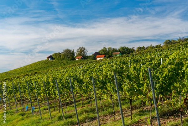 Fototapeta Weinberge am Falkenberg und historische Weinberghäuschen bei Falkenstein, Gemeinde Donnersdorf, Landkreis Schweinfurt, Unterfranken, Franken, Bayern, Deutschland
