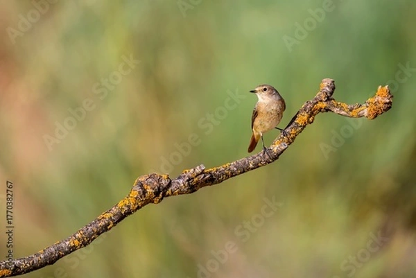 Fototapeta Female redstart perched on a lichen-covered tree branch