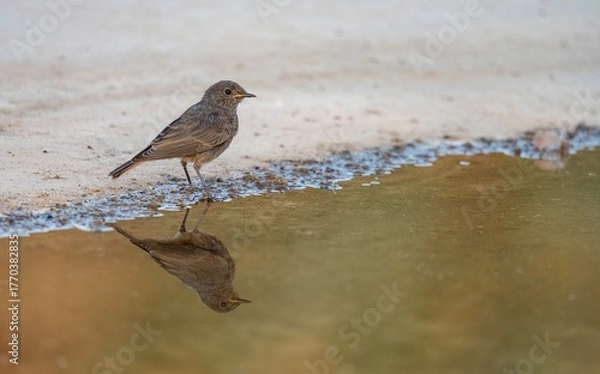 Fototapeta Black redstart near the edge of a pond with wet feathers