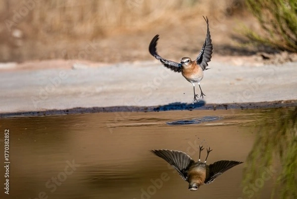 Fototapeta Female northern wheatear taking flight from a small pond with reflection