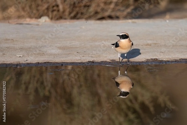 Fototapeta Male black-eared wheatear standing by the edge of a reflective water pool