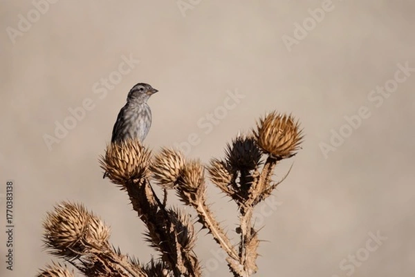 Fototapeta Rock sparrow perched on dry thistle with clean neutral background