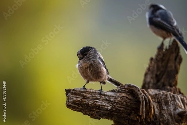 Fototapeta Long-tailed tit (Aegithalos caudatus) perched on a dry branch in natural setting