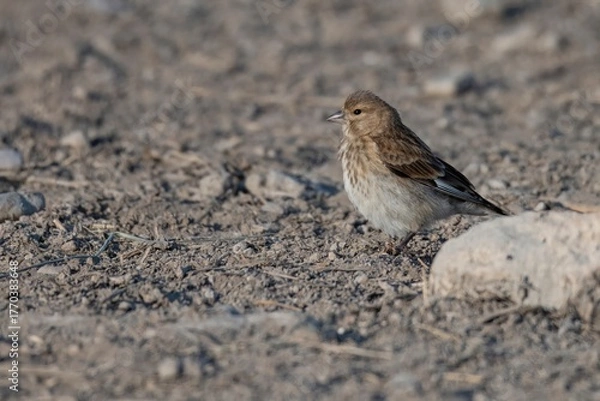 Fototapeta Female linnet with muted plumage on wet soil next to water in natural habitat