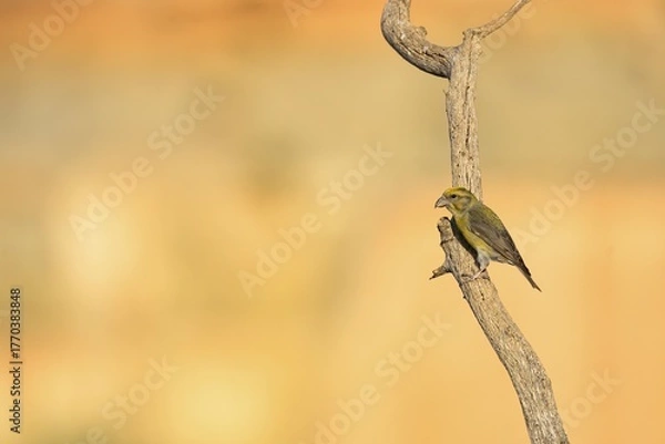 Fototapeta Red crossbill (Loxia curvirostra) perched on dry branch with clear sky background