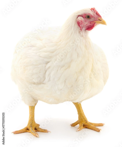 Obraz Broiler chicken isolated on white background