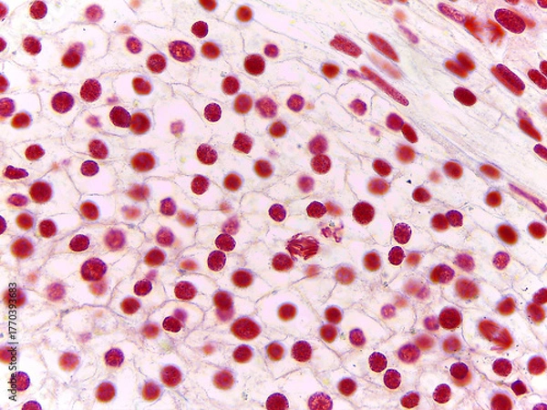 Fototapeta Microscopic Section of Lilium Anther Showing Early Embryonic Stage Cells