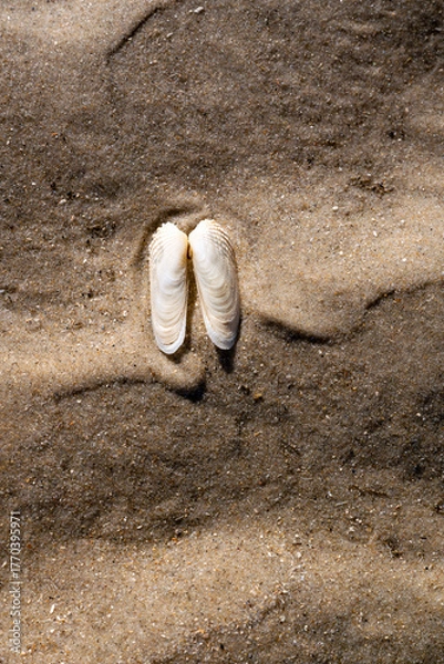 Fototapeta “False angel's wing“, “false angel's tail” or “American piddock” (Petricolaria pholadiformis) is a saltwater mussel from the Veneridae family, the clams. Close up of symmetrical shells on sandy beach.