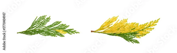 Fototapeta Two twigs of Calocedrus Decurrens Aureovariegata, decorative incense cedar with green-yellow needles, isolated on white background. Beautiful variegated thuja for ornamental garden.