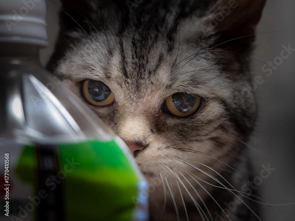 Fototapeta 男の目線