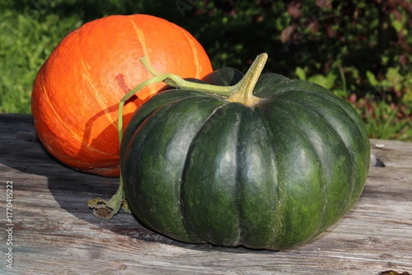 Fototapeta very beautiful orange pumpkin on an autumn background