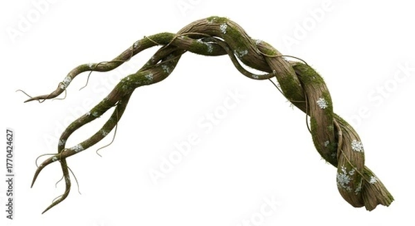 Fototapeta Close-up of a twisted vine with moss and lichen, arching against a white background.