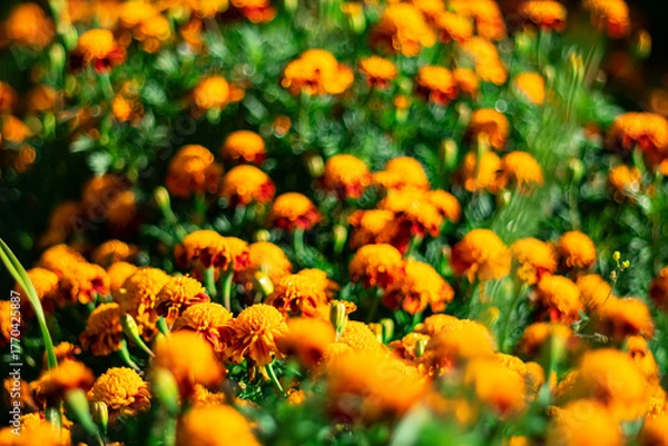 Fototapeta Lush and fragrant marigold flowers on a blurred picturesque background with bokeh effect.
