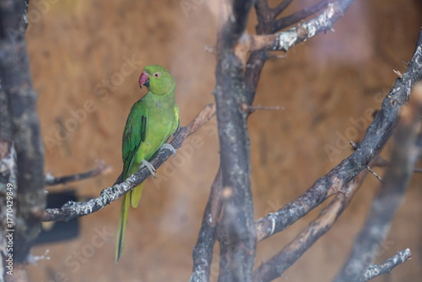 Obraz (Psittacula krameri)Detail photo of Green Parrot species. (focus is custom adjusted)