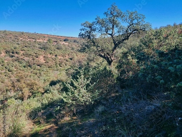 Fototapeta Oak tree in the middle of the forest on a slope