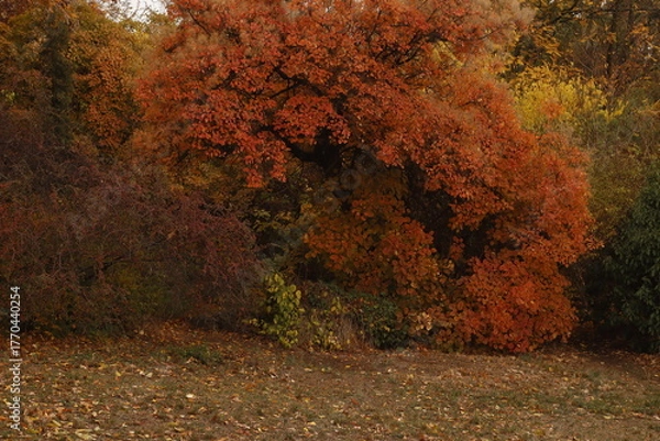 Fototapeta Autumn trees in the park