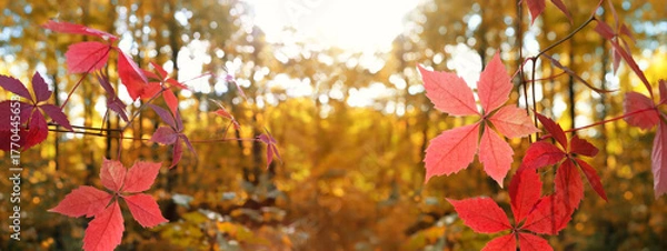 Fototapeta bright red leaves of wild grapes outdoor, sunny abstract landscape. beautiful autumn nature background. fall season. artistic nature image with plant leaves. banner. copy space
