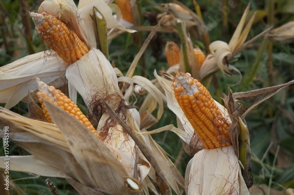 Obraz Corn plants (Zea mays) bearing fruit in the farm field and ready to be harvested.