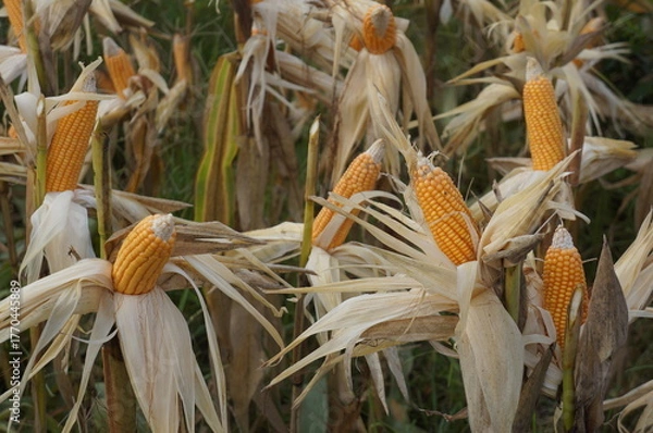 Obraz Corn plants (Zea mays) bearing fruit in the farm field and ready to be harvested.