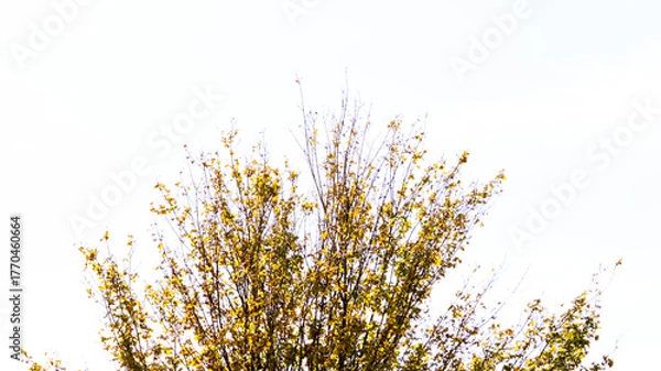 Obraz autumn landscape in the mountains