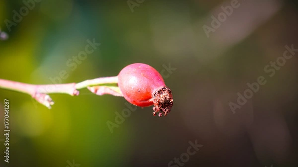 Obraz buds on a branch