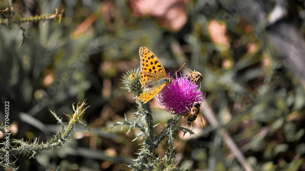 Obraz butterfly on a flower