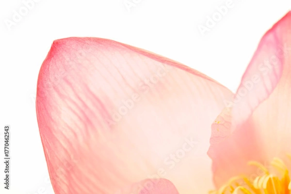 Fototapeta Delicate Pink Flower Petal with Soft Light and Subtle Lighting Effects