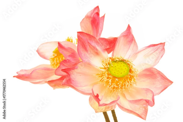 Obraz Elegant Pink Lotus Flowers with Water Drops on White Background