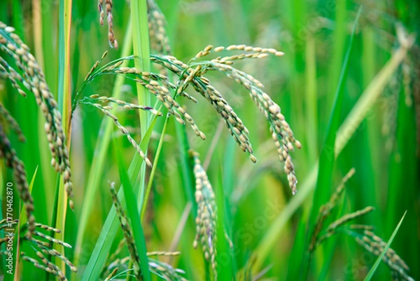 Fototapeta Lush Green Rice Field with Ripening Grain on Blades of Grass