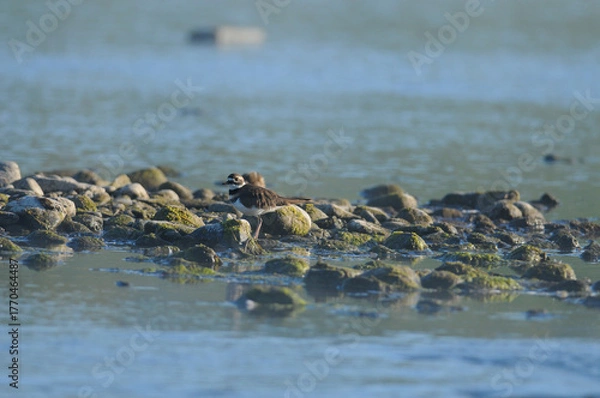 Fototapeta Killdeer walking among the rocks in the Chemung River in New York