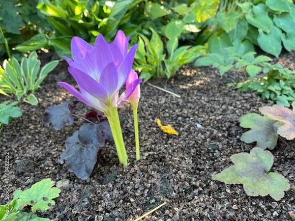 Obraz Autumn Colchicum crocus in the garden wallpaper background