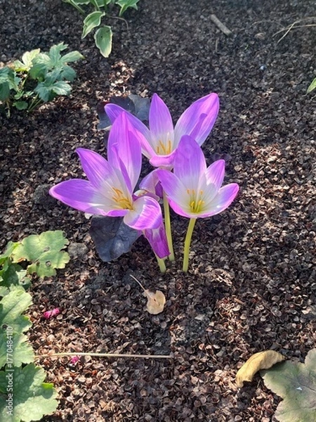 Obraz Autumn Colchicum crocus in the garden wallpaper background