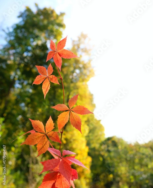 Fototapeta branch of wild grapes with bright red leaves outdoor, garden or forest landscape. beautiful autumn nature background. fall season. artistic nature image with plant leaves