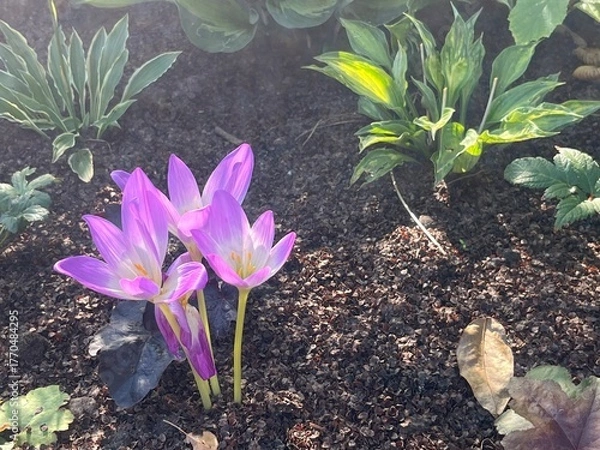 Obraz Autumn Colchicum crocus in the garden wallpaper background