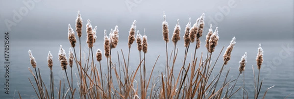 Fototapeta Calm and serene group of cattail reeds stand beside tranquil water of lake. soft, foggy nature background creates peaceful and melancholy mood
