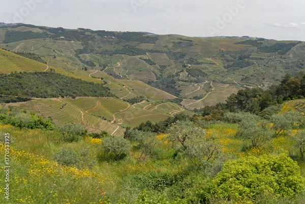Obraz The Douro Valley in Spring