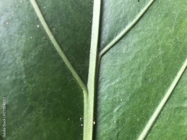 Obraz Leaf texture with natural structure, eco-friendly background concept