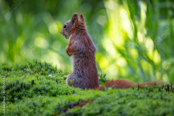 Fototapeta Red Squirrel