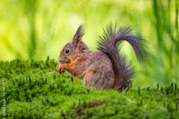 Fototapeta Red Squirrel