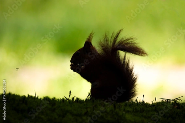 Fototapeta Red Squirrel