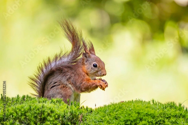 Fototapeta Red Squirrel