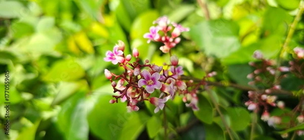 Fototapeta Starfruitor Carambola on green blurred background. Tiny pinkish-red flowers with five lanceolate petals. Inflorescences are clustered at leaf axils, each cluster containing numerous small flowers. Flo
