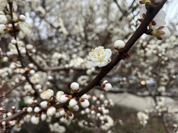 Fototapeta Spring apricot blossoms on tree branches. White flowers blooming in nature. Floral background with selective focus