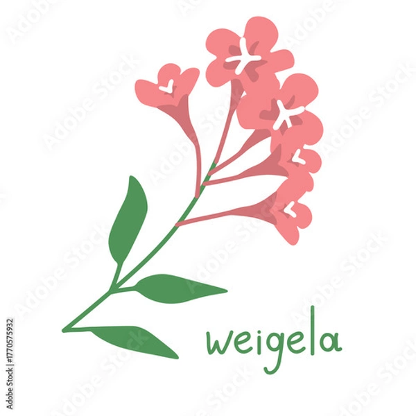 Fototapeta Weigela pink vector simple illustration