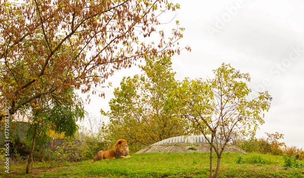 Fototapeta Lion resting on a green mountain