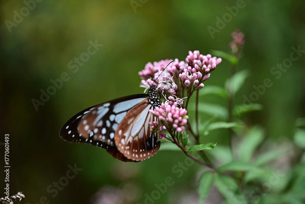 Obraz フジバカマを吸蜜中のアサギマダラ