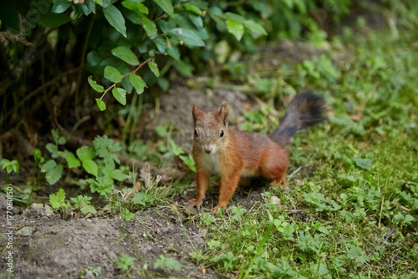 Fototapeta Sciurus on a background of green grass