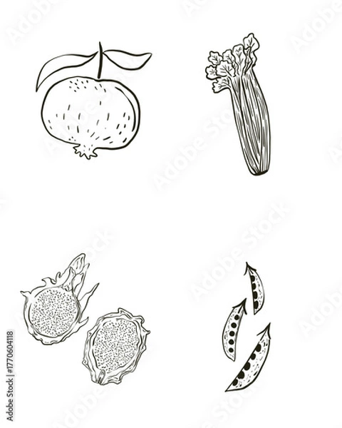 Obraz hand drawn vector illustration